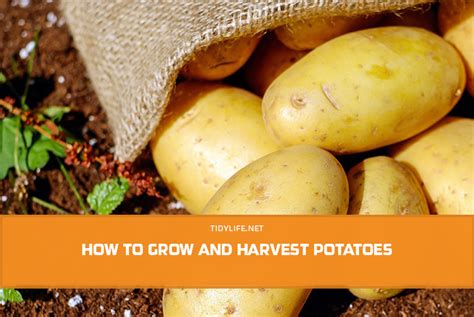 How To Grow And Harvest Potatoes Tidylife