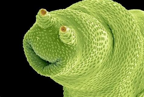 Oh God Oh Fuck Oh God Fuck Fuck Fuck Jesus Fuck Oh My God R Pikmin