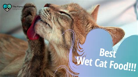 Feeding Your Feline Top Picks For Best Wet Cat Food 2022 The Furry