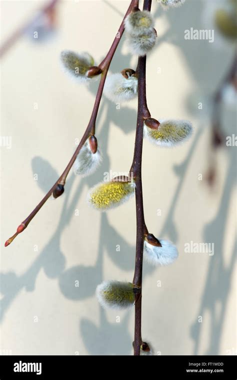 Salix Caprea Pendula Weeping Pussy Willow Catkins Kilmarnock Willow