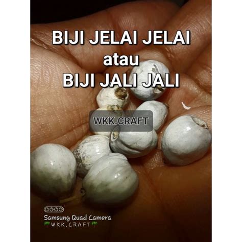 Jual Biji Hanjeli Barley Jali Jali Jelai Untuk Kerajinan Tangan