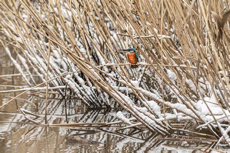 Alcedo Atthis 共同翠鸟 热带 Pixabay上的免费照片 Pixabay