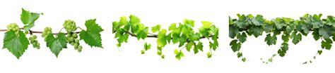 Vine PNGs for Free Download