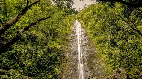 Manoa Falls, Honolulu - Book Tickets & Tours | GetYourGuide