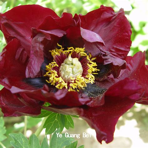 Ye Guang Bei Black Elegant Garden Paeonia Tree - Buy Moutan Peony