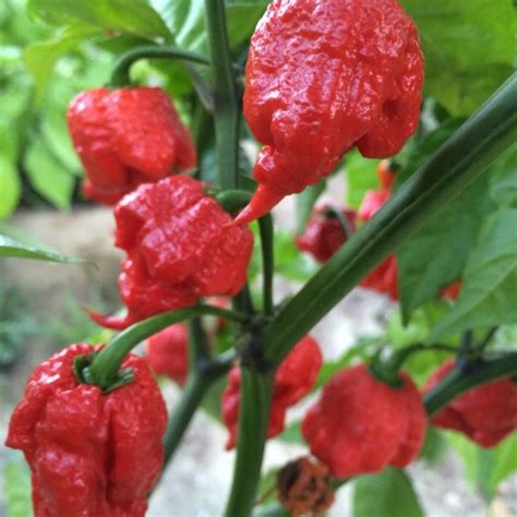 Перец Каролина Рипер Ред Carolina Reaper Red. Купить Семена, Рассаду с ...