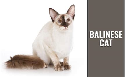 Balinese Cat Lengthy Haired Siamese Cat Breed Information