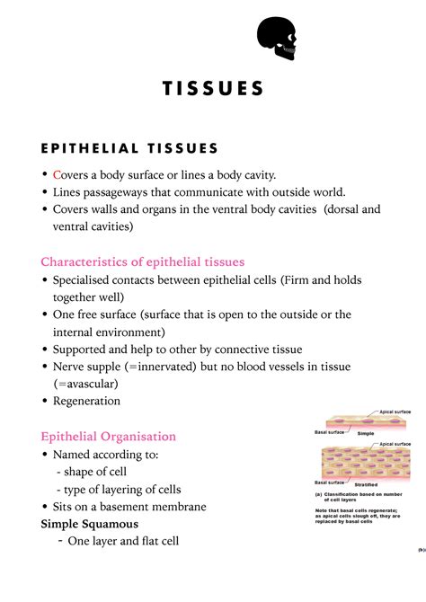 34 Epithelial Tissue Worksheet Answers Support Worksheet