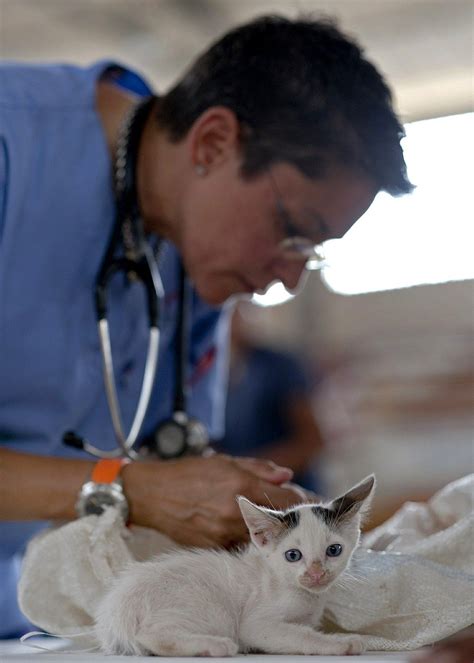 Veterinarian Job Description Duties And Info 2024