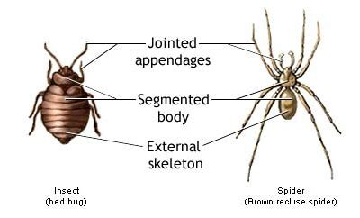 Arthropods Flashcards Quizlet