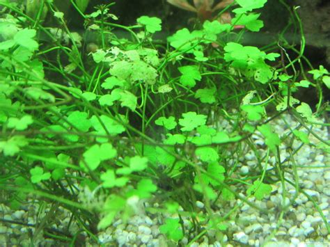 Hydrocotyle tripartita - Dreiteiliger Wassernabel