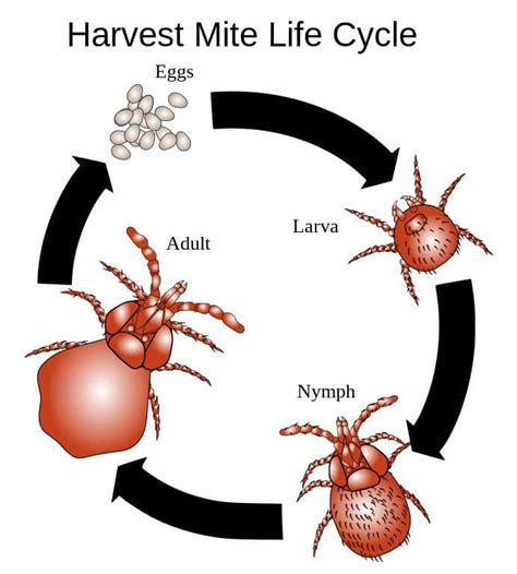 Chiggers In Texas A Z Animals