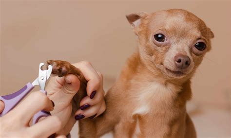 6 Steps To Take If You Cut Your Dogs Nails Too Short