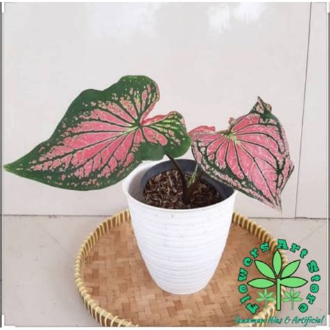 Jual Tanaman Hias Caladium Wayang Keladi Wayang Shopee Indonesia