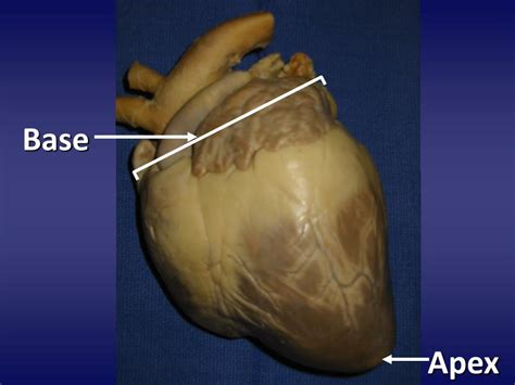 PPT - Pig Heart Dissection PowerPoint Presentation, free download - ID ...