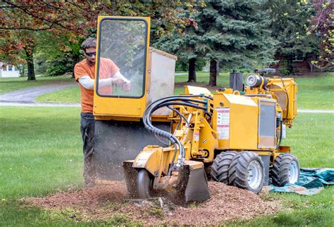 tree root grinding 3