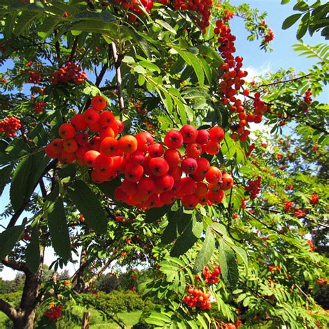 Рябина купить во Владимире • Питомник Мосино - Cадовые растения