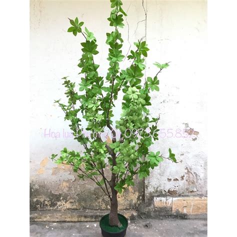 C Y Th Ch Nam Hot Hit Trang Tr Si U P Cao M Shopee Vi T Nam