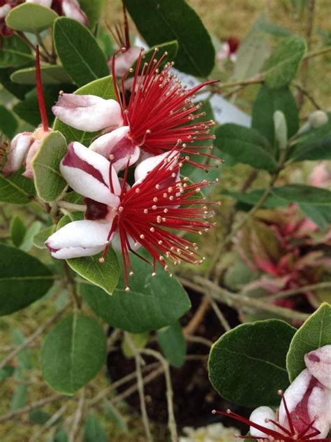 Feijoa Sellowiana Pineapple Guava