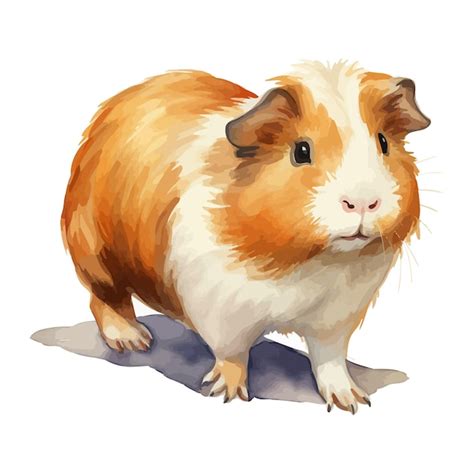Porco Da India Desenho - Porco-da-índia em estilo de pintura a aquarela. | Vetor Premium