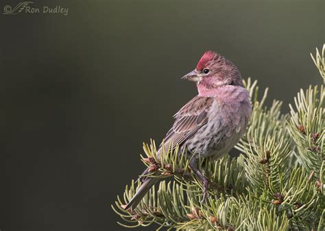 differences between house finches cassin’s finches and purple finches