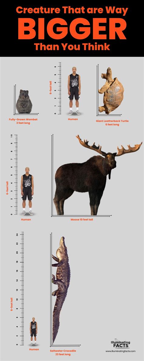 Things That Are Way Bigger Than One Would Think - Illuminating Facts