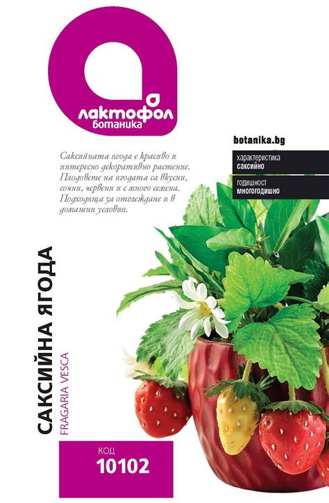 Семена Саксийна ягода Лактофол Ботаник - PRAKTIS