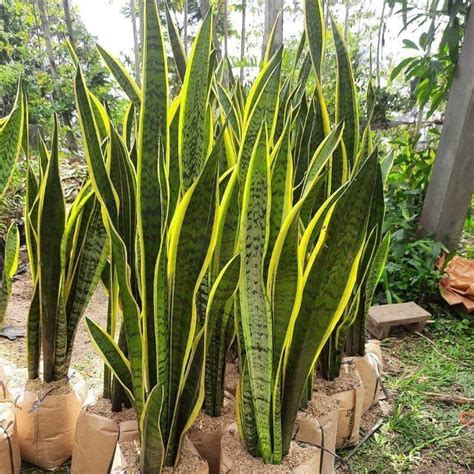 promo tanaman hias lidah mertua lis kuning  pohonsensivera kuning