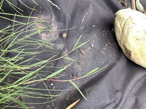 Boundary Primary School Year 2 Exploring Microhabitats