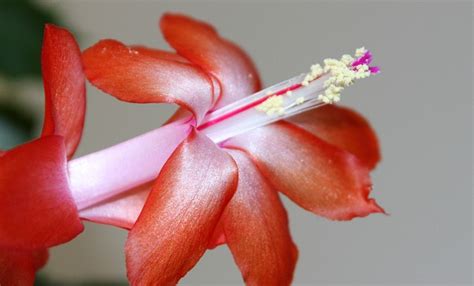 Christmas Cactus Easter - Free photo on Pixabay