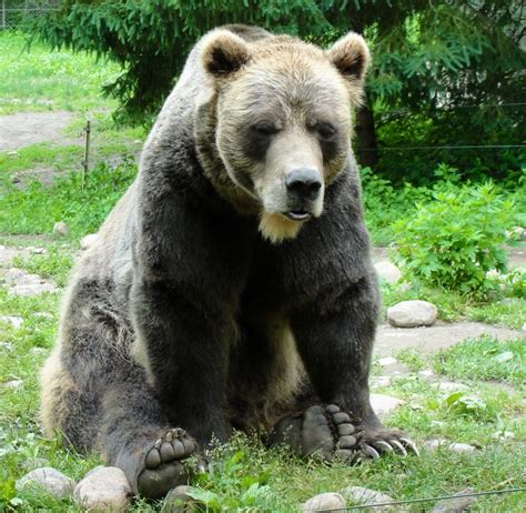 grizzly post bramans wanderings