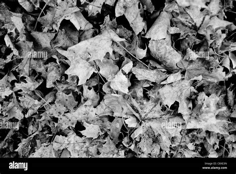 golden autumn forest landscape vibrant black  white stock