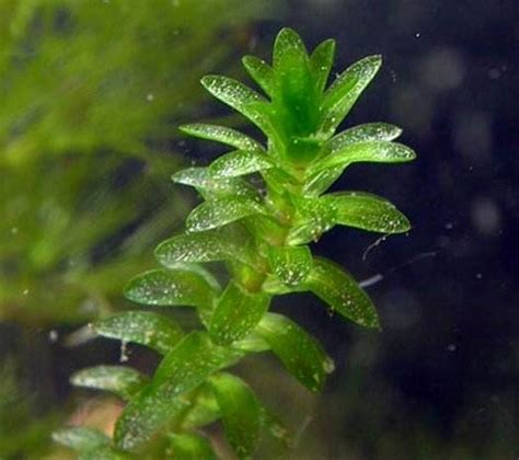 Аквариумные растения - элодея канадская, рекомендации по уходу