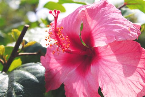 图片素材 厂 花瓣 粉 植物群 灌木 芙蓉 Malvales 开花植物 中国木槿 陆地植物 冬葵家庭 4272x2848 129751 素材中国 高清壁纸