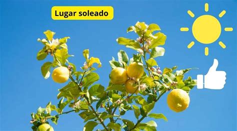 ᐈ【 Trasplantar Limonero De Maceta A Tierra 】 Guía 2023