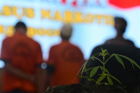 Ungkap Kasus Penyalahgunaan Narkotika Jenis Tanaman Ganja Ceklissatu