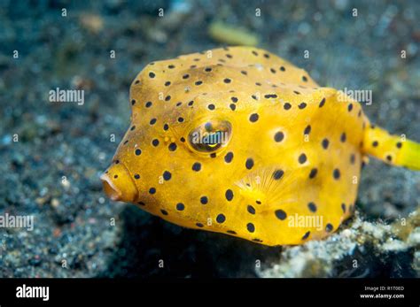polka dot boxfish  res stock photography  images alamy