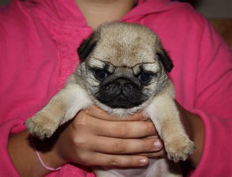 pixie   cutest  pug puppy   world description