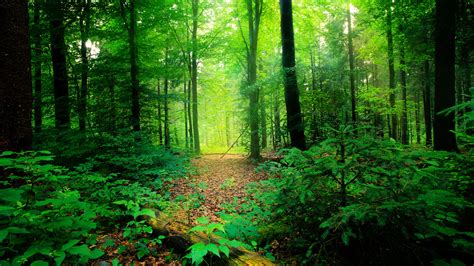 Global Nature Foundation