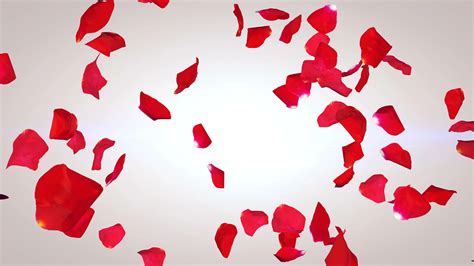 red rose petals falling background