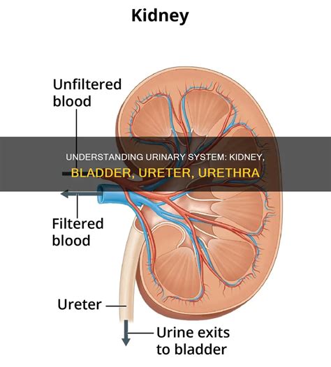 Understanding Urinary System: Kidney, Bladder, Ureter, Urethra | MedShun