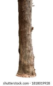 Naked Tree Branch Twig Isolated On Stock Photo 1896904144 Shutterstock