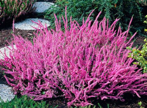 Кустарники, полукустарники и кустарнички. Сходства и отличия растений ...