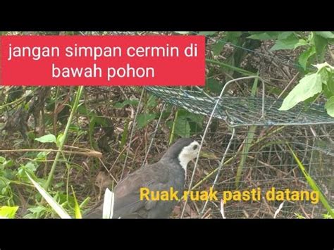 Jangan Coba Coba Taruh Cermin Di Bawah Pohon Ruak Ruak Pasti Datang