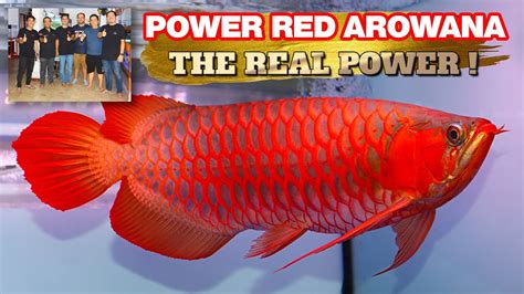 Mari Kita Intip Koleksi Arwana Super Red Dari Power Red Arowana Youtube