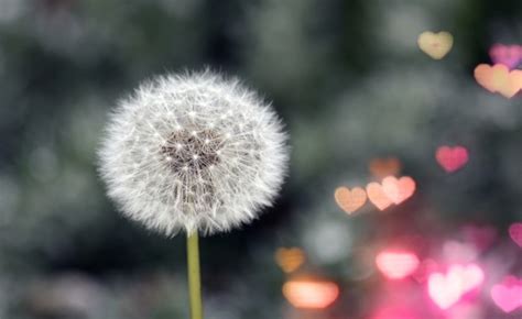 Dandelion Blowball Blossom Flower Free Stock Photo Public Domain Pictures