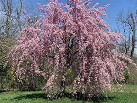5 Purple Willow Seeds Weeping Willow Tree Weeping Flower | Etsy