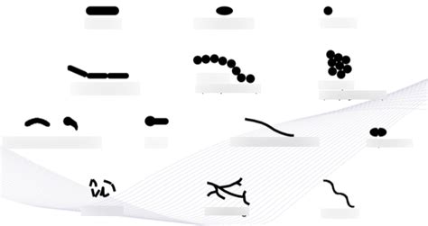 Microbiology - Bacteria Diagram | Quizlet 