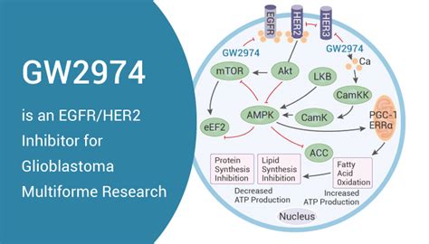 GW2974 is an EGFR/HER2 Inhibitor for Glioblastoma Multiforme Research ...