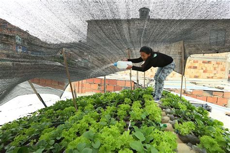 Los Techos Que Dan Comida Techos Huerto Urbano Invernaderos